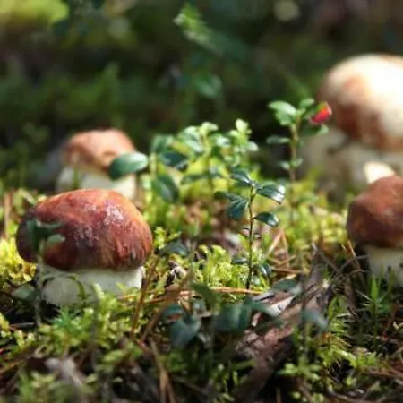 Safiiri By Interhome Prázdninový dům *