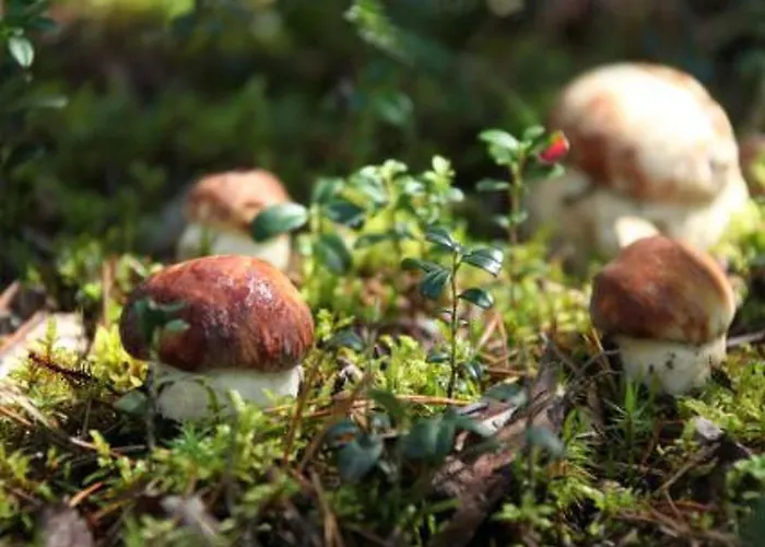 Safiiri By Interhome Hébergement de vacances *